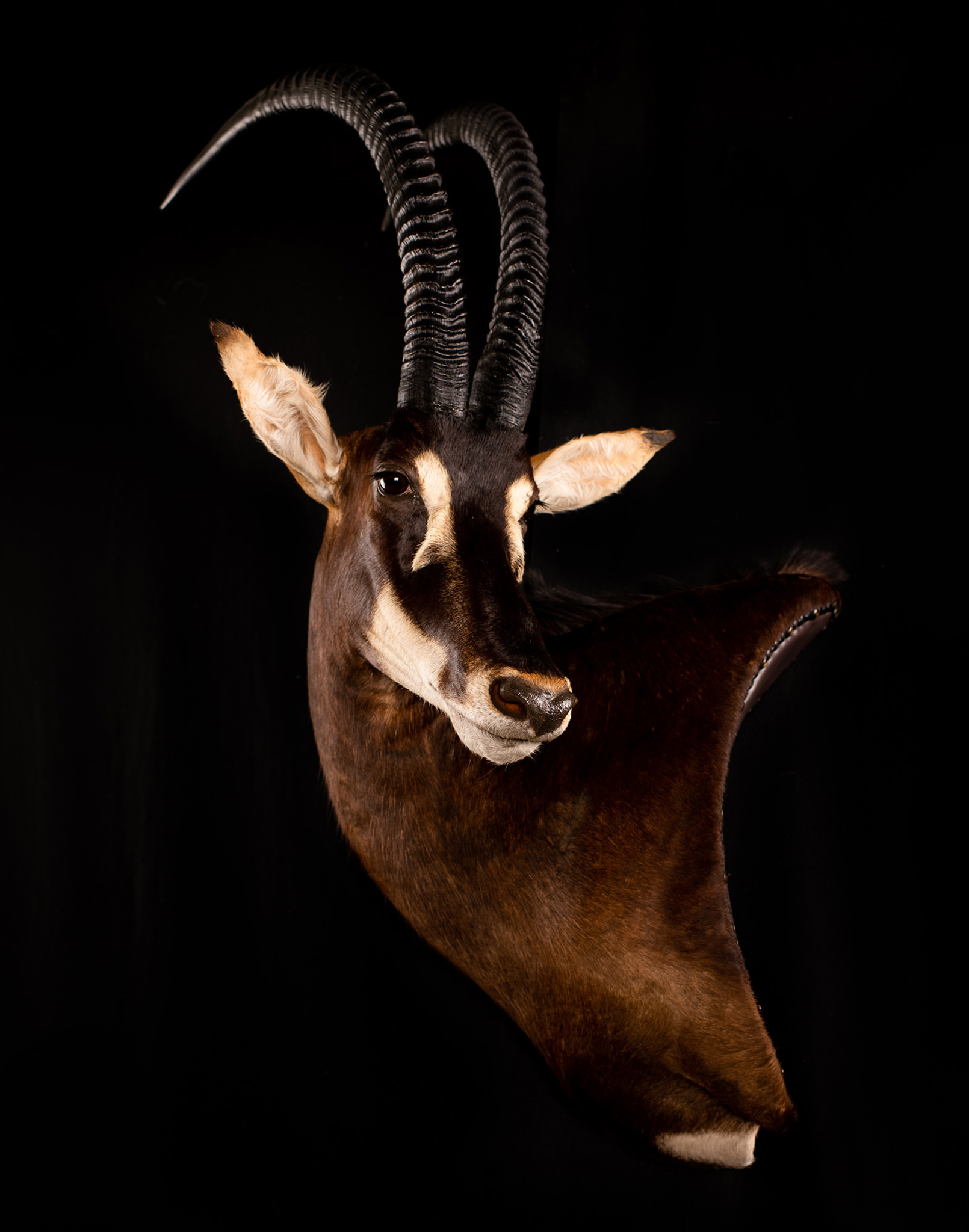 Sable Wall pedestal mount Taxidermy 1/4 Left Turn